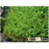 Landscape Grass WF-W11000