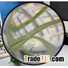 Flat Magnifier
