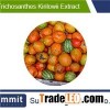 Trichosanthes kirilowii extract 10:1,snake gourd Fruit,Fructus , kirilowii Maxim