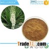 Yucca Extract