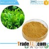 Green Tea Extract