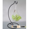 Free Shipping Hanging Glass Terrarium for air plant