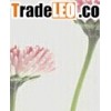PVC full color digital printing wall sticker for decoration