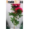 3 heads Peony