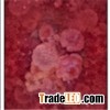 Small Moq Digital Print Long Silk Scarves(dl13005)