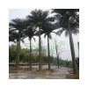 outdoor artificial king of coconut tree factory fake tree