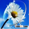 1.56 eyewear lens,UC,HC,HMC