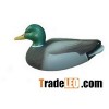 Mallard drake