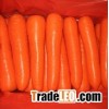 Fresh Carrot