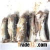 Canned Mackerel  in Oil, Tomato Sauce, Brine