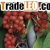 schisandra extract