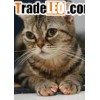 cat nail caps