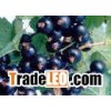 Ribes Nigrum(Black currant Anthocyanin)