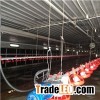Broiler Chicken House