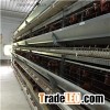 Layer Chicken House