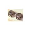 Hat Button Earrings