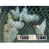 Plastic Poultry Netting