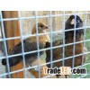 Welded Wire Chicken Cage