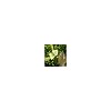 Quercetin UV 98%, HPLC 95%