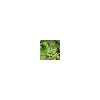 100% Good Quality 99% Artemisinin