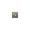 Factory supply 100% Pure Natural podophyllum extract Podophy