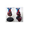 Medical Heart Model
