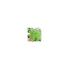 Gypenosides: 50%-98%UV, CAS :15588-68-8