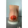Medical Breast Model