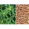 Fenugreek Seed extract Saponins50%  4-Hydroxyisoleucine20%