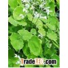 Epimedium Extract icariin5%~98%