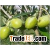 Olive Leaf Extract Oleuropein10%~60%