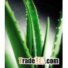 Aloe herbal Extract