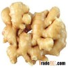 Ginger powder extract
