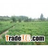 organic stevia extract/100% natural sweetener/ pure stevia p