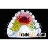 Orthodontics