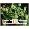 Giant Knotweed Extract Powder