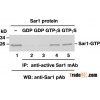 Anti-Active Sar1 Mouse Monoclonal Antibody