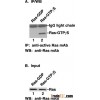 Anti-Active Ras Mouse Monoclonal Antibody