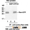 Anti-Active Ran Mouse Monoclonal Antibody