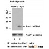 Anti-Active Rab Mouse Monoclonal Antibody