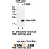 Anti-Active Rac1-GTP Mouse Monoclonal Antibody