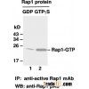 Anti-Active Rap1 Mouse Monoclonal Antibody