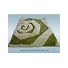 carpet rug