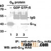 Anti-Active Gas-GTP Mouse Monoclonal Antibody