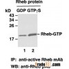 Anti-Active Rheb Mouse Monoclonal Antibody