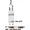 Anti-Active RhoA Mouse Monoclonal Antibody
