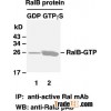 Anti-Active Ral Mouse Monoclonal Antibody
