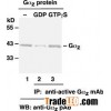 Anti-Active Gaz Mouse Monoclonal Antibody