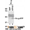 Anti-Active Ga13-GTP Mouse Monoclonal Antibody