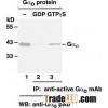 Anti-Active Gao Mouse Monoclonal Antibody